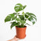 Nursery Pot
