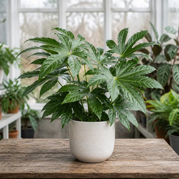 Fatsia Paper Plant – Large Glossy Green Foliage Evergreen Indoor and Outdoor Plant Plants By Post