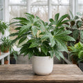 Fatsia Paper Plant – Large Glossy Green Foliage Evergreen Indoor and Outdoor Plant Plants By Post