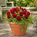 Pansy Delta Pro Red with Blotch 9Pack × 2 Spring & Autumn Bedding Plants Plants By Post
