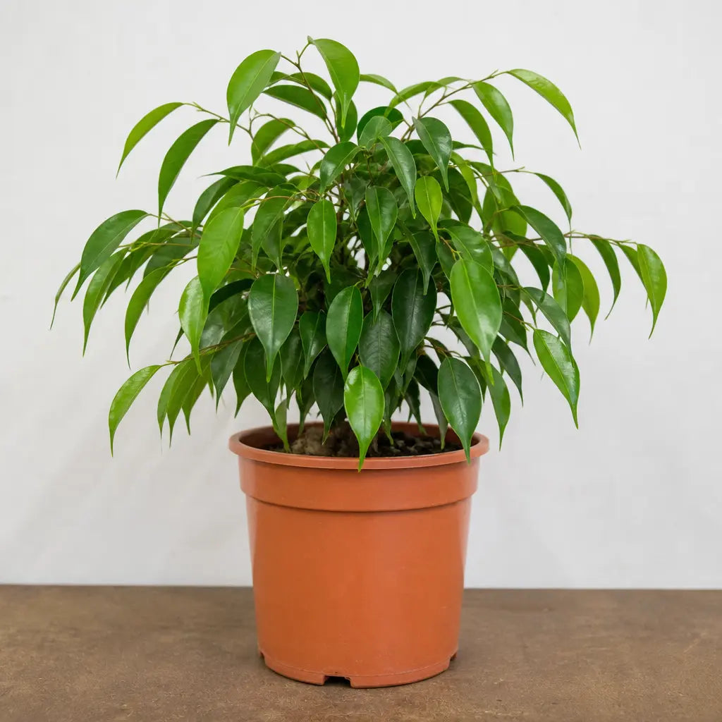 Ficus Danielle Weeping Fig 21cm Pot – Large Indoor Houseplant Plants By Post