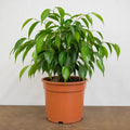 Ficus Danielle Weeping Fig 21cm Pot – Large Indoor Houseplant Plants By Post