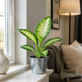 Dieffenbachia Camilla Dumb Cane 12cm Pot Plants By Post
