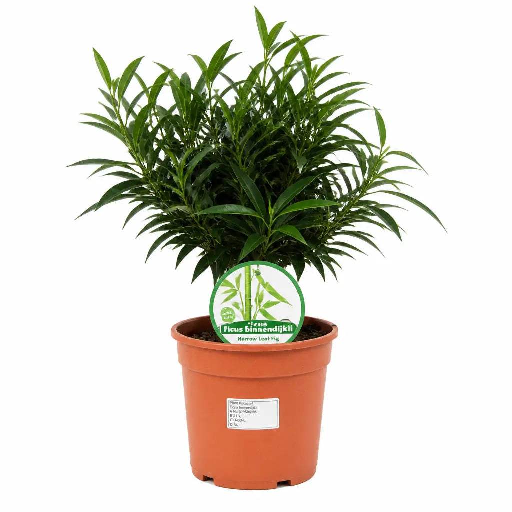 Ficus Binnendijks Narrow Leaf Fig 21cm Pot – Large Indoor Houseplant Plants By Post