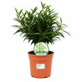 Ficus Binnendijks Narrow Leaf Fig 21cm Pot – Large Indoor Houseplant Plants By Post