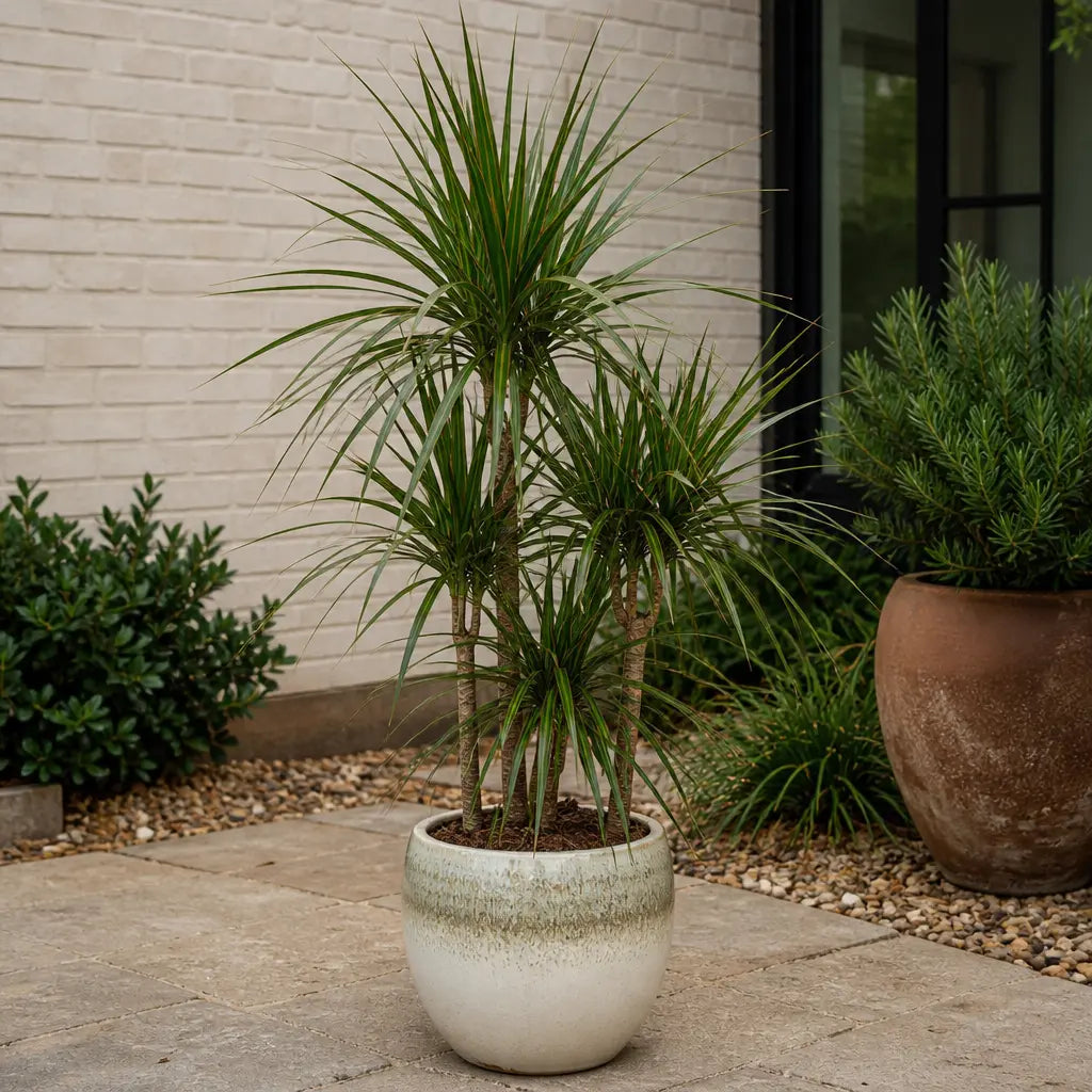 Dracaena Marginata 3 Stem Dragon Tree 19cm Pot – Easy Care Large Indoor Houseplant Plants By Post