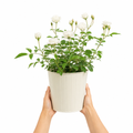 3L White Patio Rose in Decorative Pot Outdoor & Garden Plant