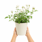 Metal Vertical Line Cream Planter
