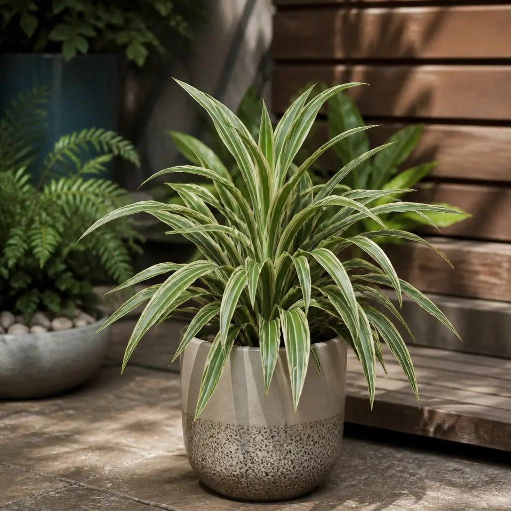 Dracaena White Jewel Dragon Tree 17cm Pot – Easy Care Indoor Houseplant Plants By Post