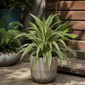 Dracaena White Jewel Dragon Tree 17cm Pot – Easy Care Indoor Houseplant Plants By Post