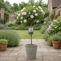 7.5L Standard Rose Tree Light Pink 100-110cm - Elegant Flowering Garden Rose Plant Plants By Post