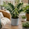 Zamioculcas Zamiifolia ZZ Plant 12cm Pot – Easy Care Indoor Houseplant Plants By Post