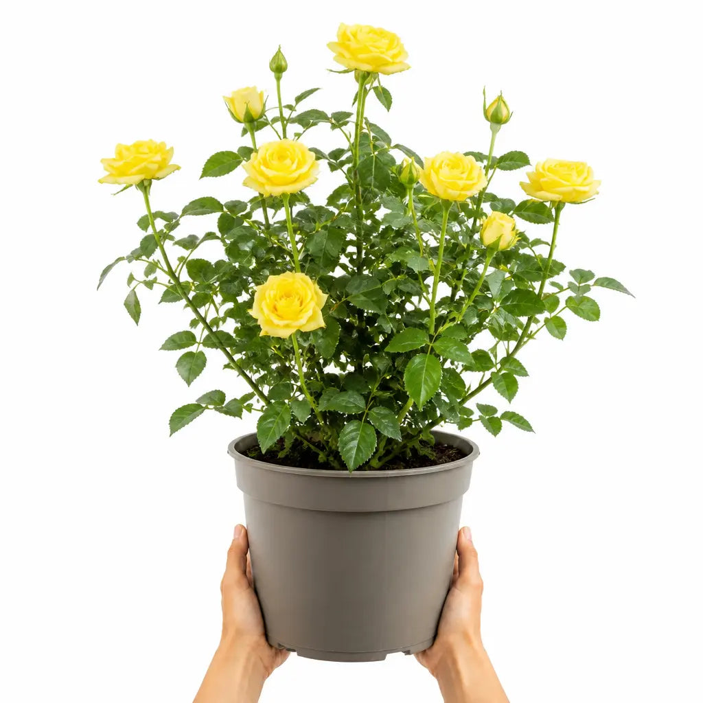 5L Rose Anniversary Wishes Yellow Rose Bush | Beautiful Flowering Garden Plant Plants By Post