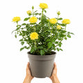 5L Rose Anniversary Wishes Yellow Rose Bush | Beautiful Flowering Garden Plant Plants By Post