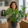 Monstera Deliciosa Cheese Plant 5L – Tropical Indoor Houseplant Plants By Post