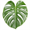 Monstera Deliciosa Cheese Plant 19cm Pot – Easy Care Large Indoor Houseplant Plants By Post