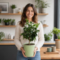 5L Meyer Lemon Tree 80/90cm Indoor & Outdoor Citrus Tree in Pot Plants By Post