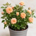 5L Rose Many Happy Returns Peach Rose Bush - Beautiful Flowering Garden Plant Plants By Post