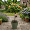7.5L Standard Rose Tree Orange & Cream 100-110cm - Elegant Flowering Garden Rose Plant Plants By Post