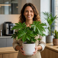 Fatsia Paper Plant – Large Glossy Green Foliage Evergreen Indoor and Outdoor Plant Plants By Post
