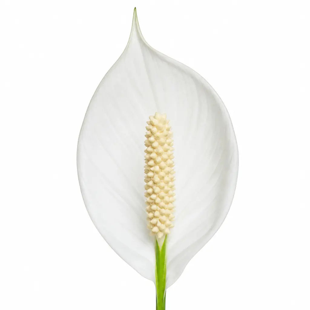 Spathiphyllum Peace Lily 17cm Pot – Easy Care Flowering Indoor Houseplant Plants By Post