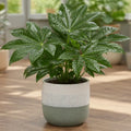 Fatsia Paper Plant – Large Glossy Green Foliage Evergreen Indoor and Outdoor Plant Plants By Post
