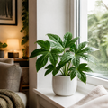 Fatsia Paper Plant 12cm Pot - Air Purifying Plant Plants By Post