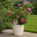5L Rose Let's Celebrate Dark Pink Rose Bush | Beautiful Flowering Garden Plant Plants By Post