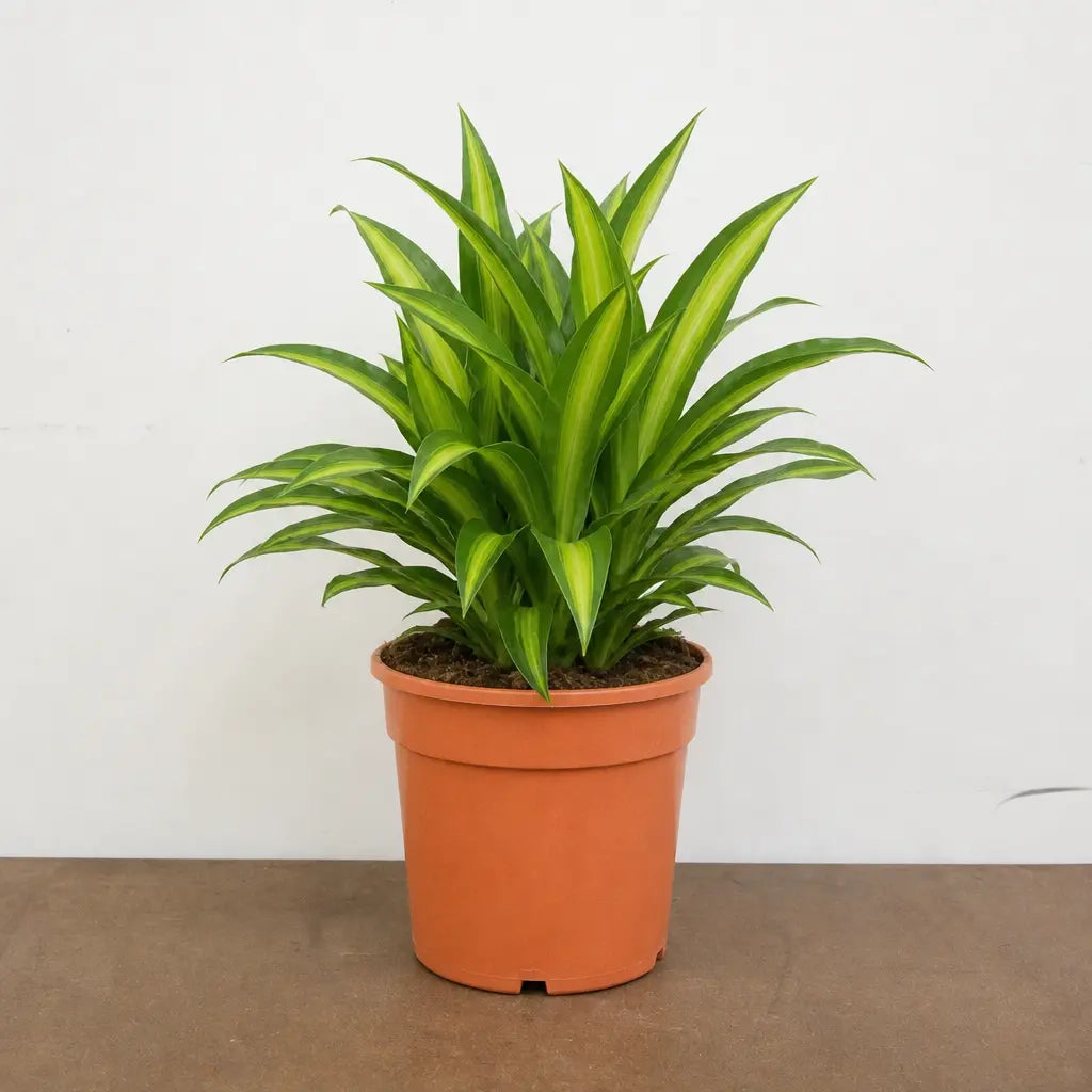 Dracaena Lemon Lime Dragon Tree 17cm Pot – Easy Care Indoor Houseplant Plants By Post