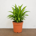 Dracaena Lemon Lime Dragon Tree 17cm Pot – Easy Care Indoor Houseplant Plants By Post
