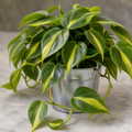 Philodendron Scandens Heartleaf Philodendron in 12cm Nursery Pot Plants By Post