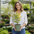 3L Acer Orange Leaf in Pot Outdoor Tree for Patio & Garden