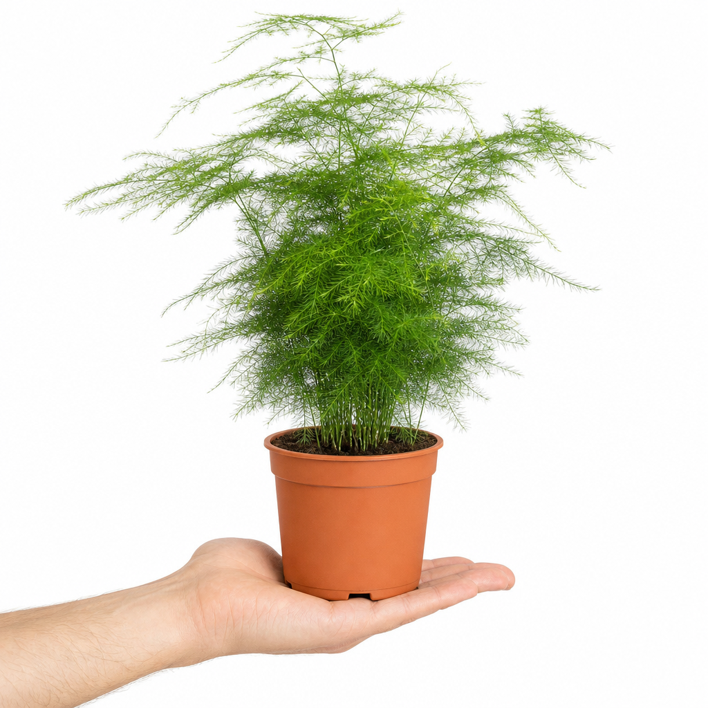 Asparagus Setaceus Lace Fern 12cm Pot Plants By Post