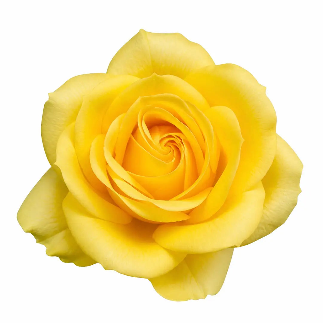 5L Rose Anniversary Wishes Yellow Rose Bush | Beautiful Flowering Garden Plant Plants By Post