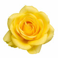 5L Rose Anniversary Wishes Yellow Rose Bush | Beautiful Flowering Garden Plant Plants By Post