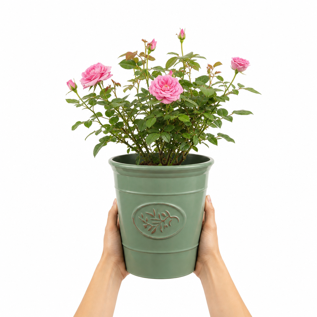 3L Pink Patio Rose Outdoor Garden Rose in Decorative Pot