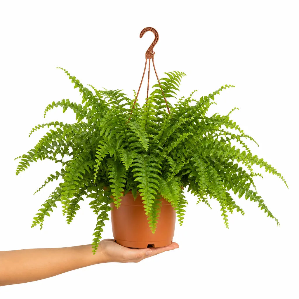 Nephrolepis Hanging Basket Boston Fern 19cm Pot – Easy Care Pet Friendly Indoor Houseplant Plants By Post