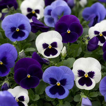 Pansy Delta Rhythm & Blues Mix 9 Pack × 2 Spring & Autumn Bedding Plants Plants By Post