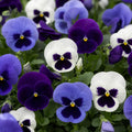 Pansy Delta Rhythm & Blues Mix 9 Pack × 2 Spring & Autumn Bedding Plants Plants By Post
