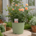 5L Rose Many Happy Returns Peach Rose Bush - Beautiful Flowering Garden Plant Plants By Post
