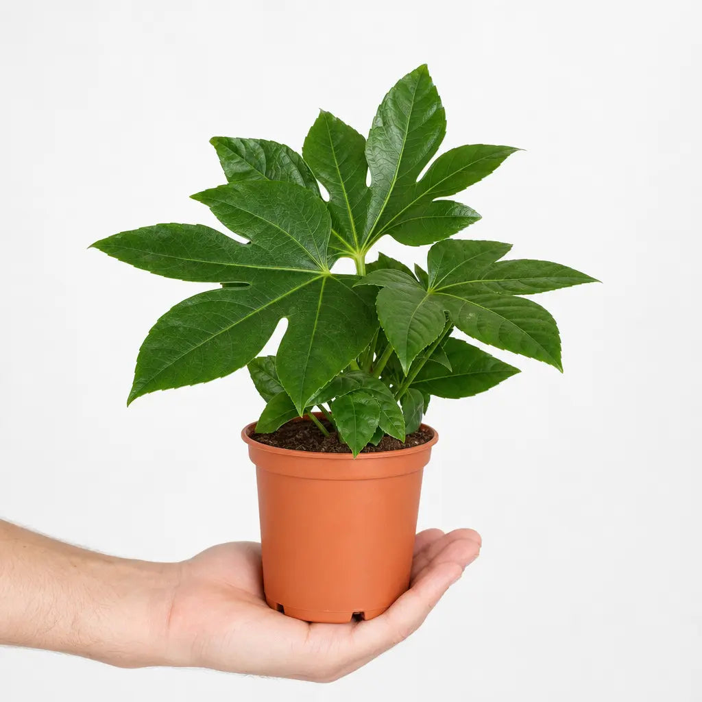 Fatsia Paper Plant 12cm Pot - Air Purifying Plant Plants By Post