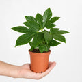 Fatsia Paper Plant 12cm Pot - Air Purifying Plant Plants By Post