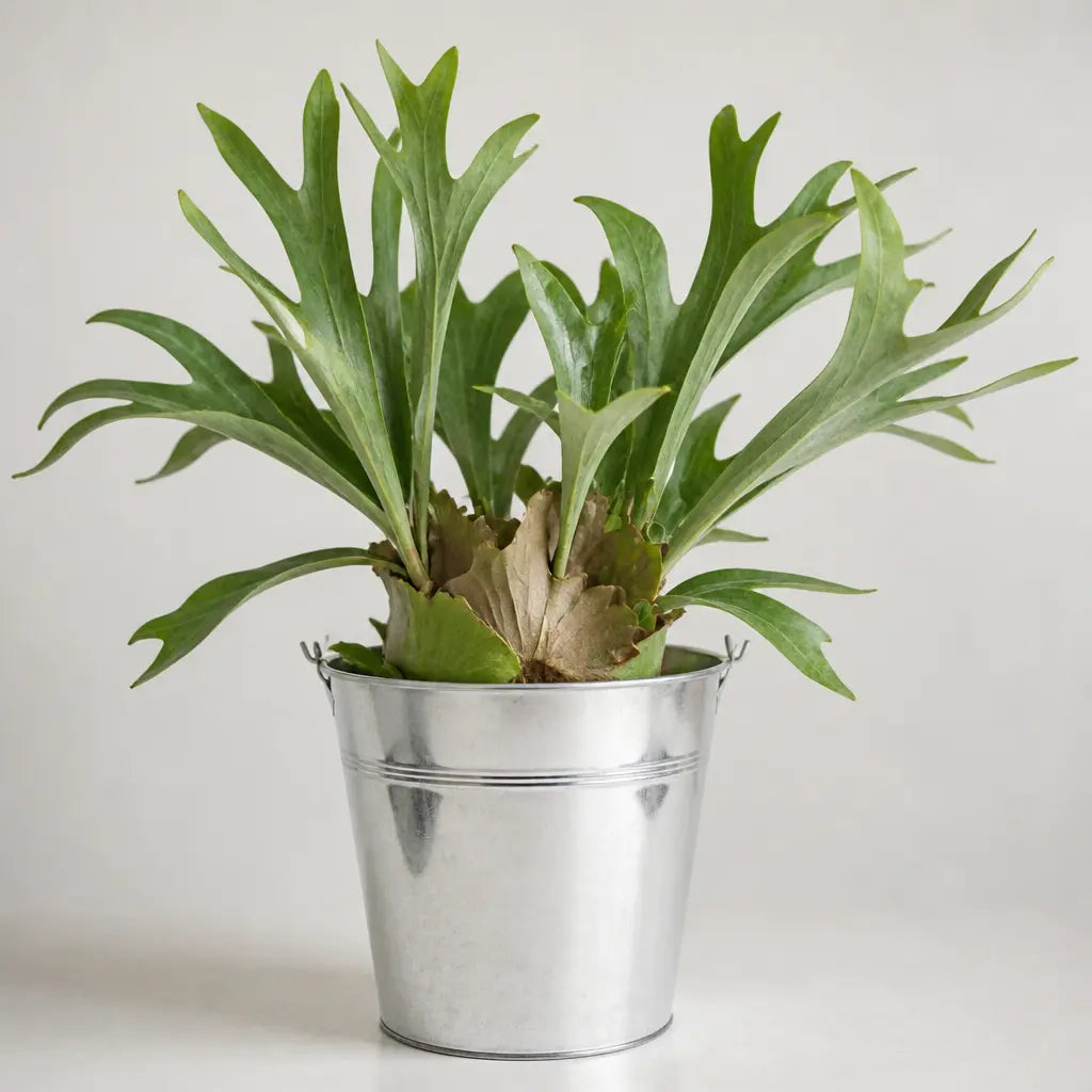 Platycerium Bifurcatum Staghorn Fern – Unique Antler-Shaped Foliage Indoor Houseplant Plants By Post