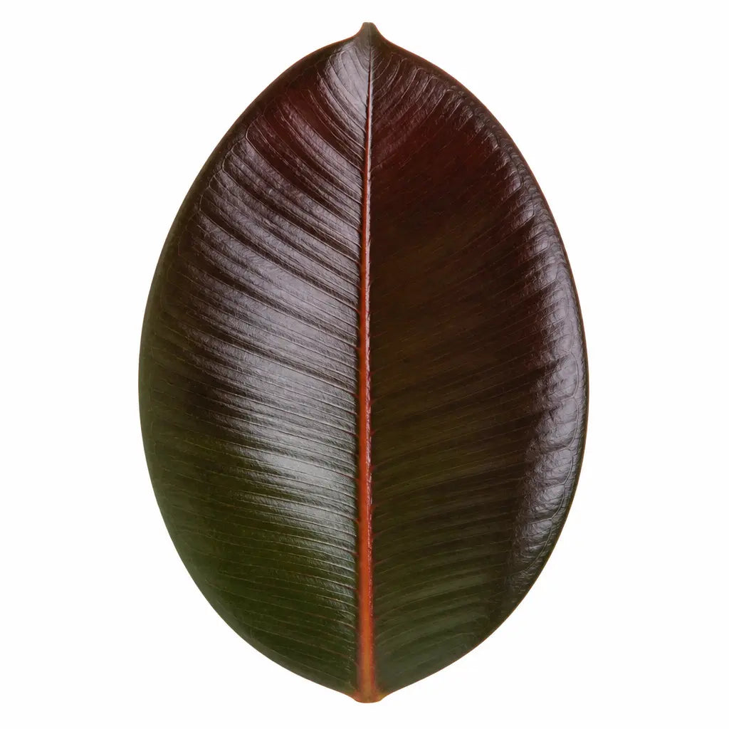 Ficus Abidjan Rubber Plant 21cm Pot – Large Indoor Houseplant Plants By Post