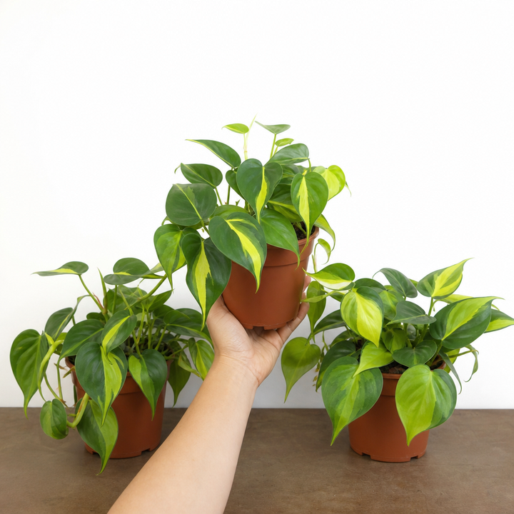Philodendron Scandens - Heartleaf Trailing Plant in 12cm Pot