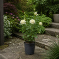 3L Silver Anniversary Yellow Rose Bush - Beautiful Flowering Plant Gift Plants By Post