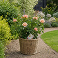 5L Rose Many Happy Returns Peach Rose Bush - Beautiful Flowering Garden Plant Plants By Post