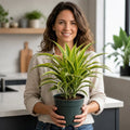 Dracaena Lemon Lime Dragon Tree – Vibrant Variegated Green and Yellow Indoor Houseplant Plants By Post