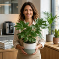 Fatsia Paper Plant – Large Glossy Green Foliage Evergreen Indoor and Outdoor Plant Plants By Post