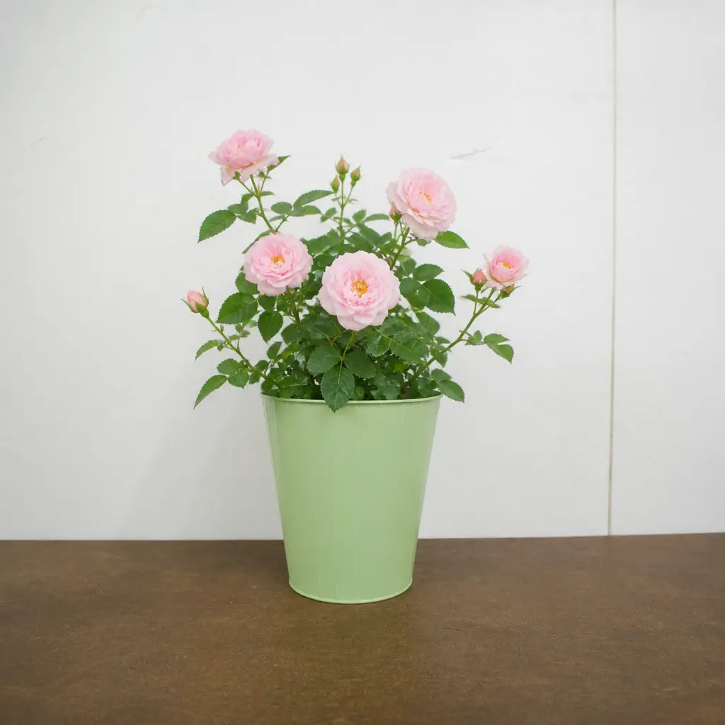 3L Happy Silver Wedding Light Pink Rose Bush - Beautiful Flowering Plant Gift Plants By Post